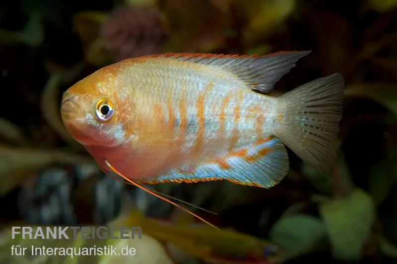 Gestreifter Fadenfisch, Colisa fasciata, 4-5 cm