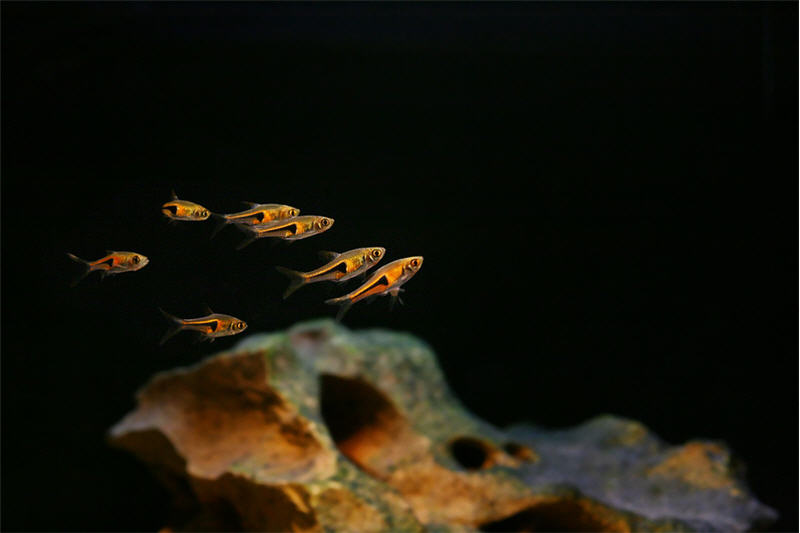 Keilfleckbarbe, Rasbora heteromorpha, DNZ