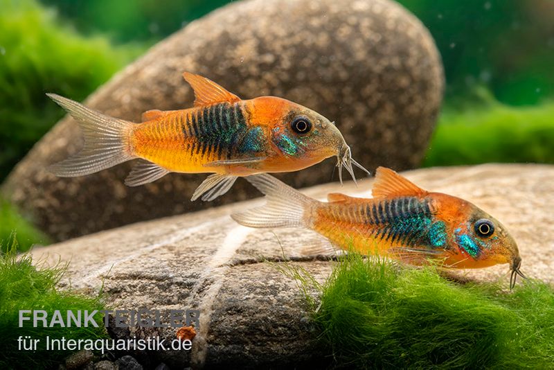 Orangener Venezuelapanzerwels, Corydoras venezuelanus orange