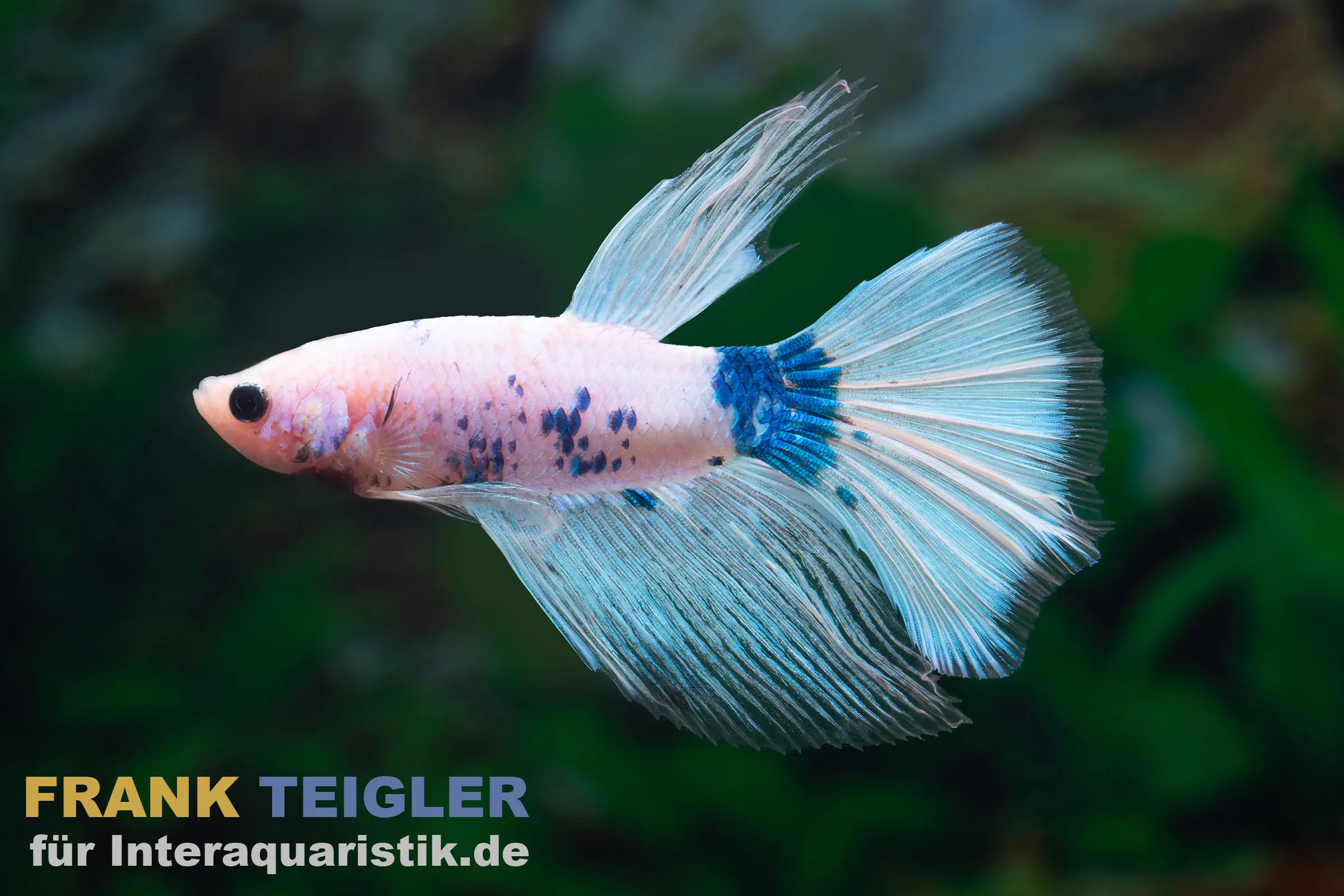 Halfmoon Kampffisch Tattoo, Betta splendens Männchen: hellrosa Körper mit blauen, tattooartigen Flecken und ausladender halbmondförmiger Schwanzflosse
