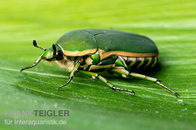 Grüner Afrika-Rosenkäfer, Pachnoda prasina