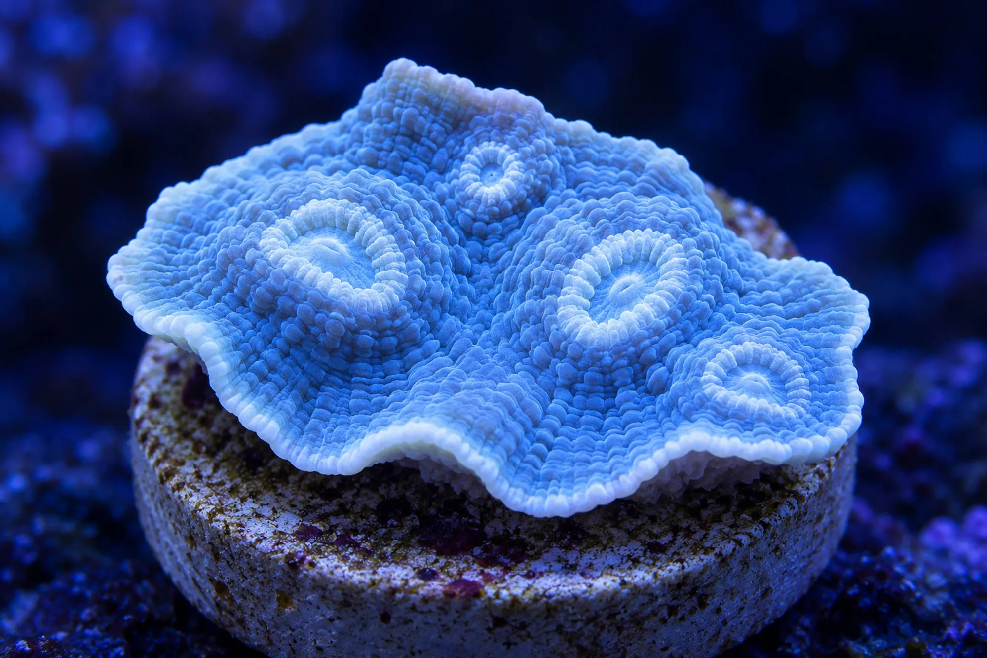 Kelchkoralle „Hellblau“ (Nachzucht), Echinophyllia spec., Größe S–M