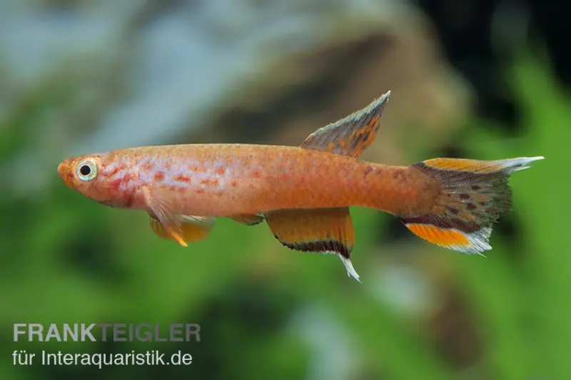 Kap Lopez Prachtkärpfling, Aphyosemion australe gold