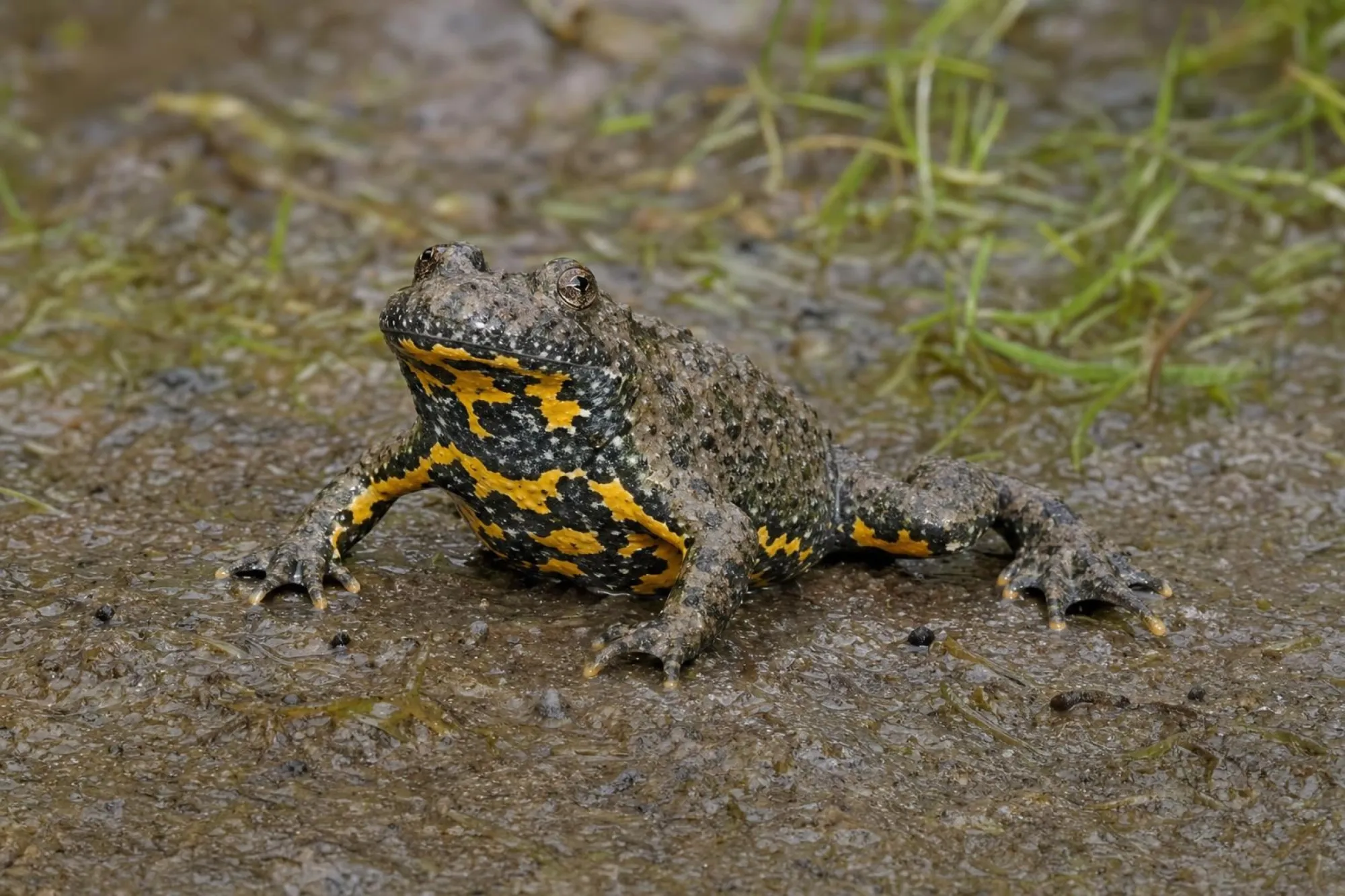 Dalmatinische Gelbbauchunke, Bombina variegata kolombatovici
