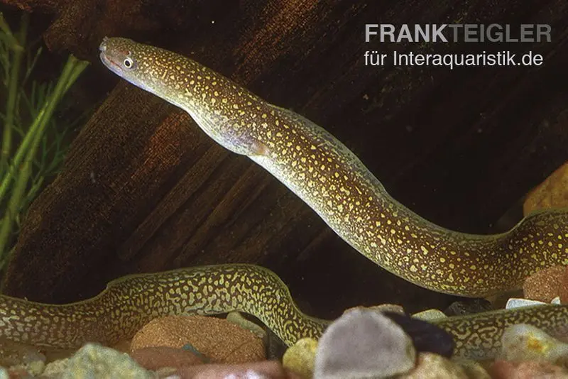 Goldstaubmuräne, Gymnothorax tile, 20-30 cm (Rarität)