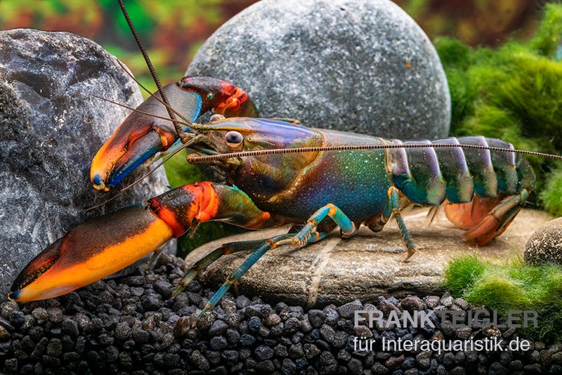 Blauer Rotscheren-Tigerkrebs, Cherax alyciae "Blue Kong Red Claw", Zufällig ausgewählt