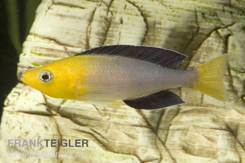 Blauer Heringscichlide, Cyprichromis leptosoma "Tricolor", DNZ