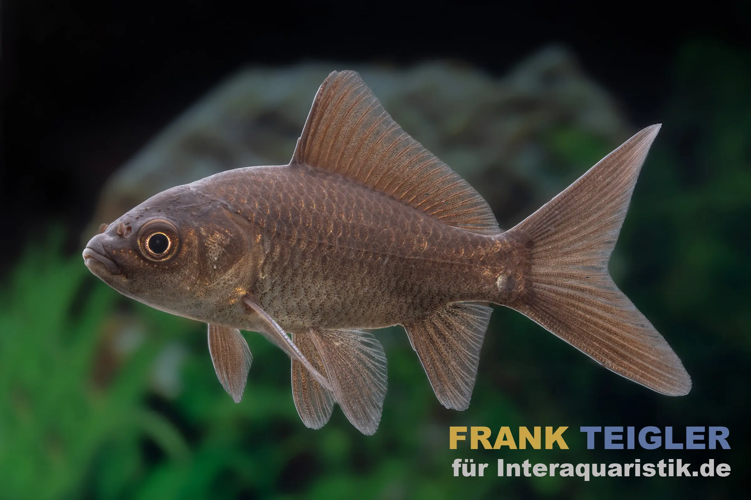 Goldfisch schwarz, Carassius auratus (Kaltwasser), verschiedene Größen