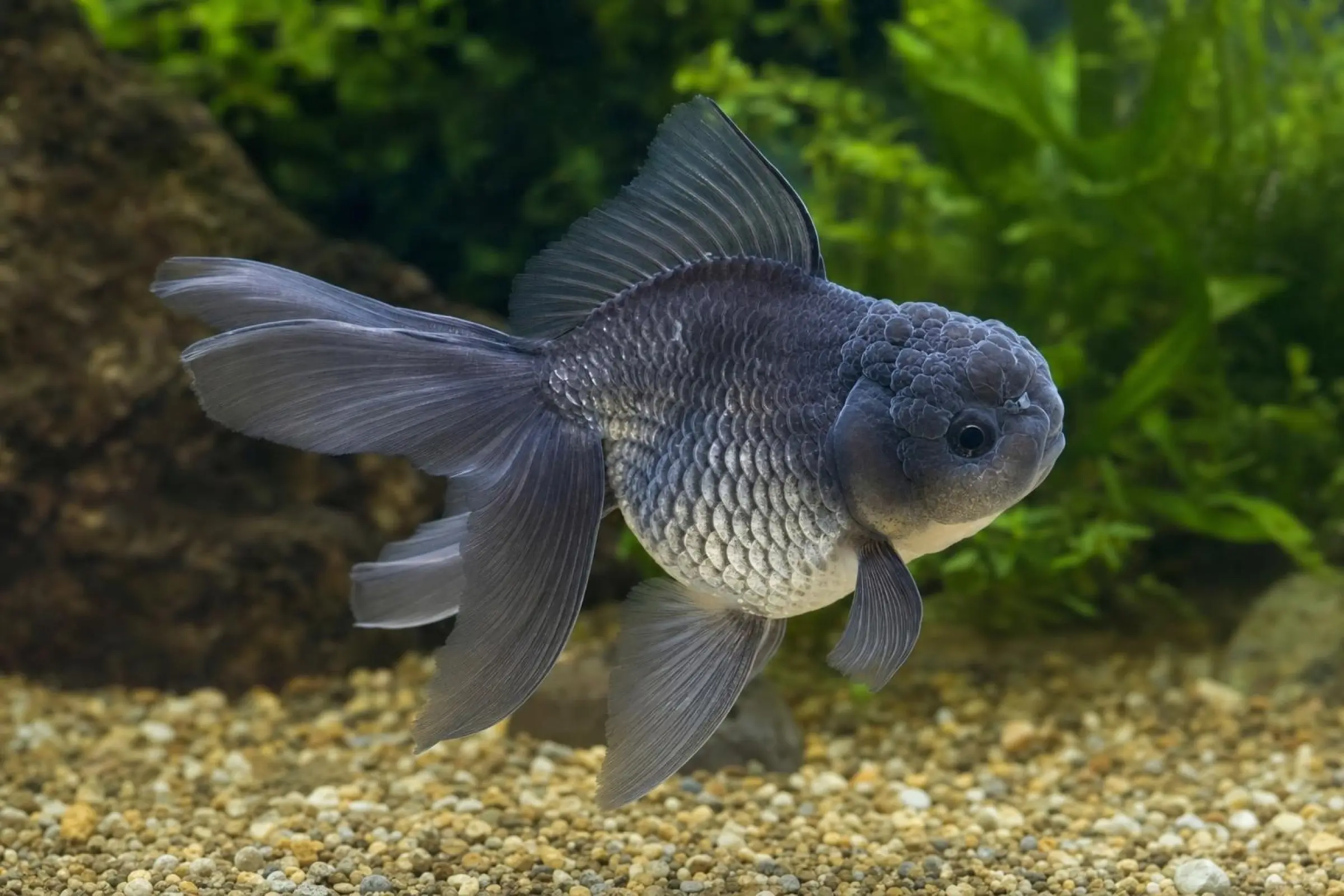Oranda blau, Carassius auratus (Kaltwasser), verschiedene Größen
