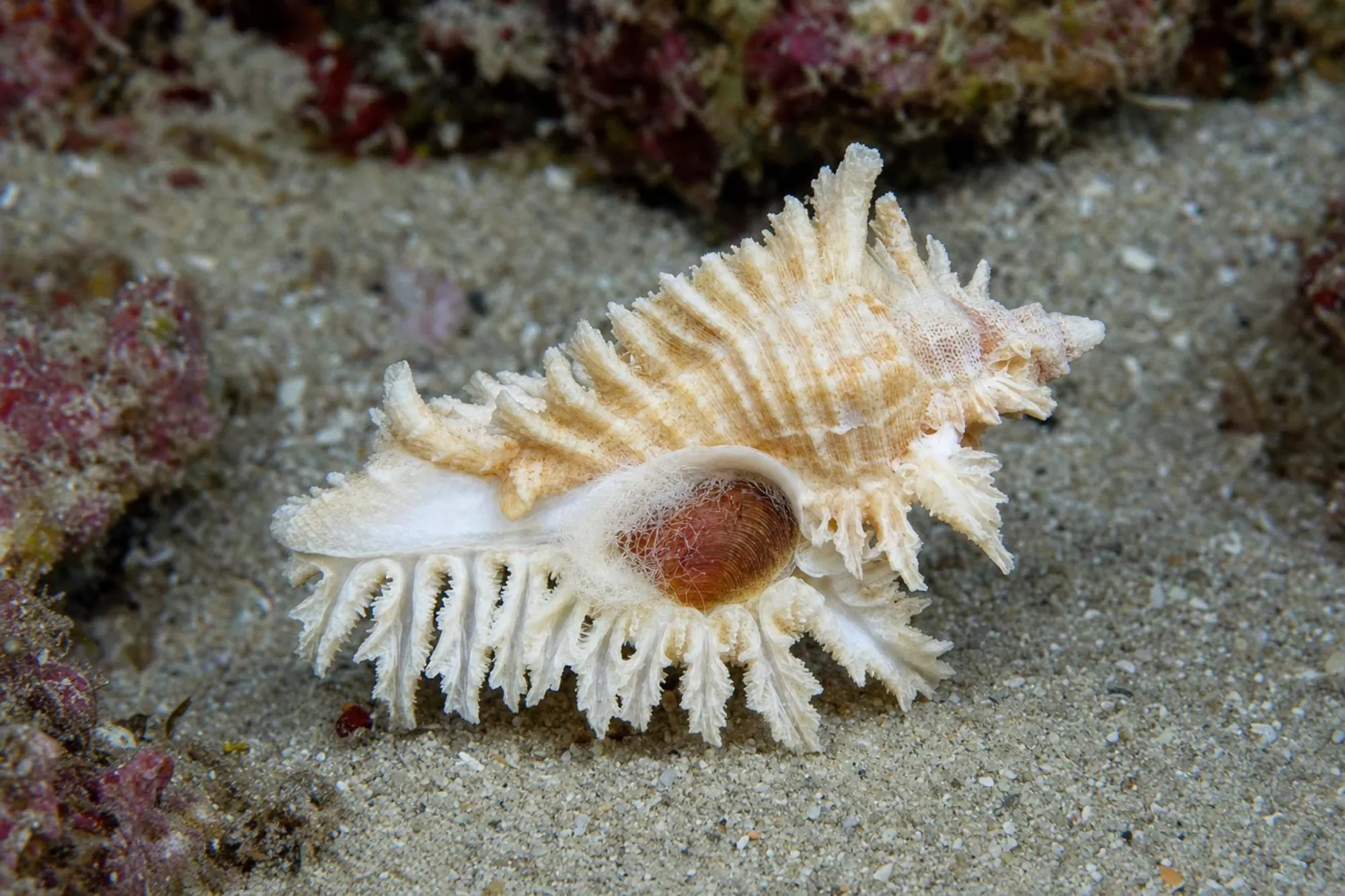 Florida-Stachelschnecke, Chicoreus florifer