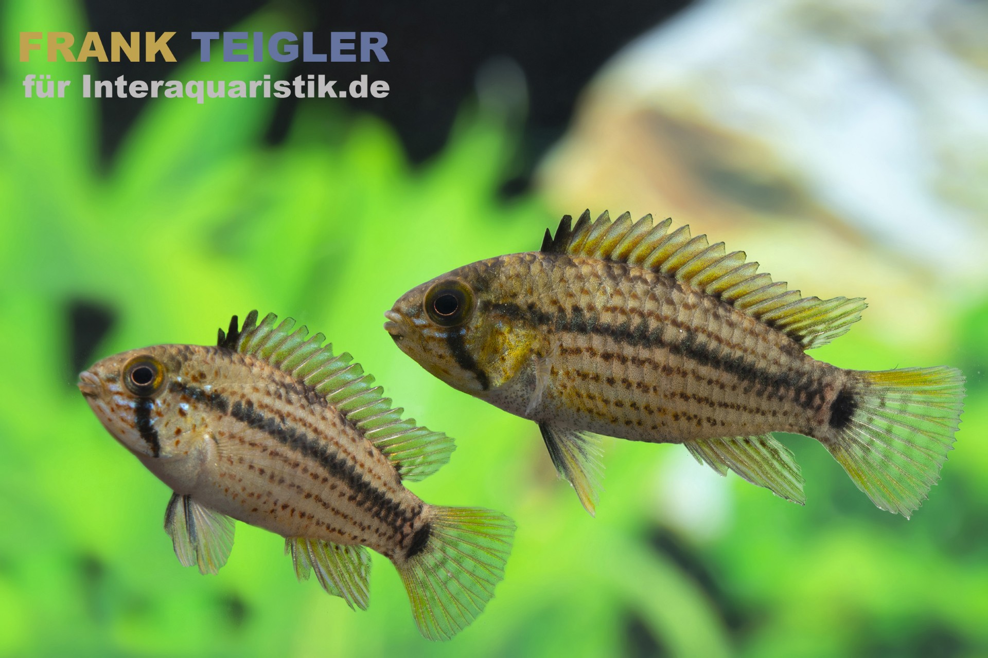 Tucurui-Zwergbuntbarsch, Apistogramma tucurui