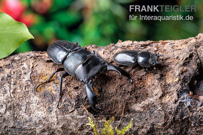 Bucephalus-Hirschkäfer, Dorcus bucephalus, paarpreisx2