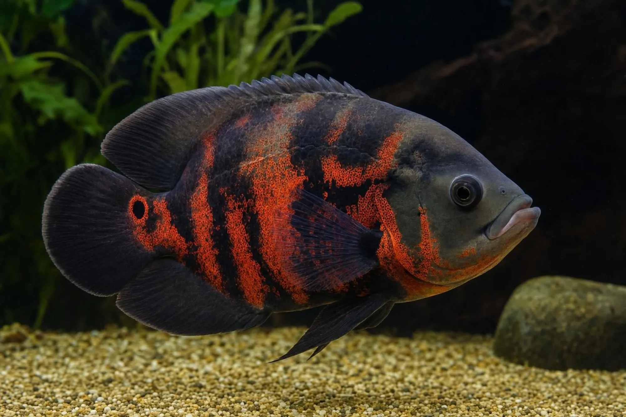 Pfauenaugenbuntbarsch „Red Tiger“, Schleier, Astronotus ocellatus