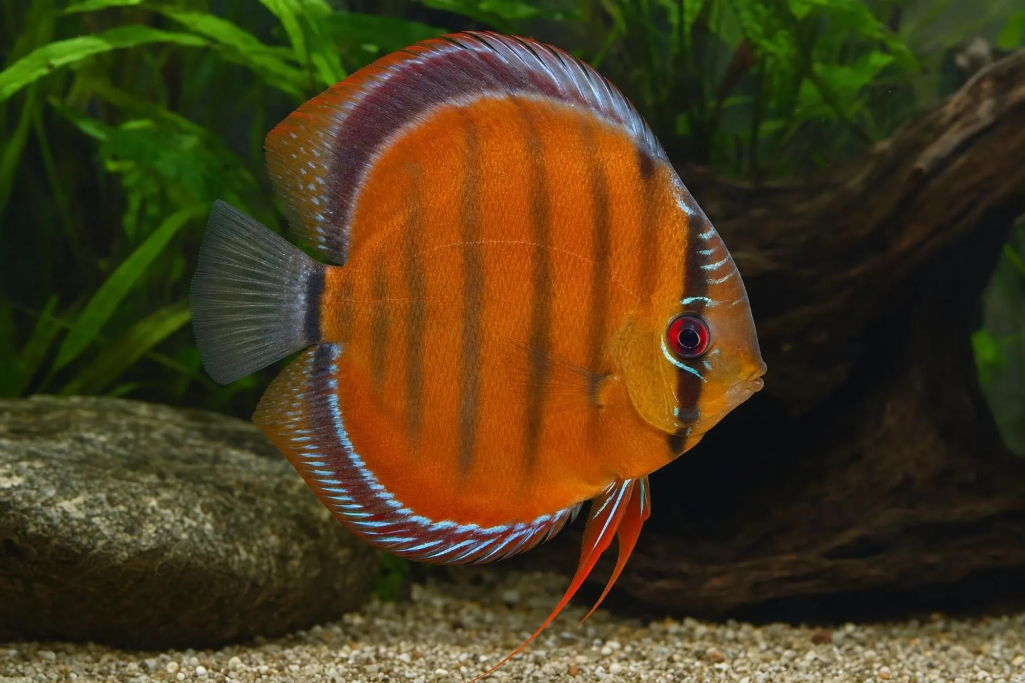 Diskus „Cametá“, Symphysodon aequifasciatus