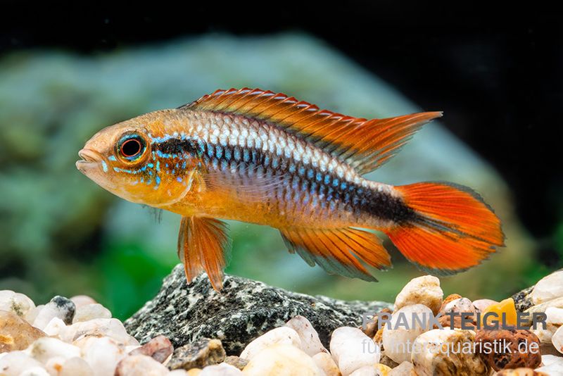 Agassizii-Zwergbuntbarsch gold-rot, Apistogramma agassizii gold-rot, paarweise