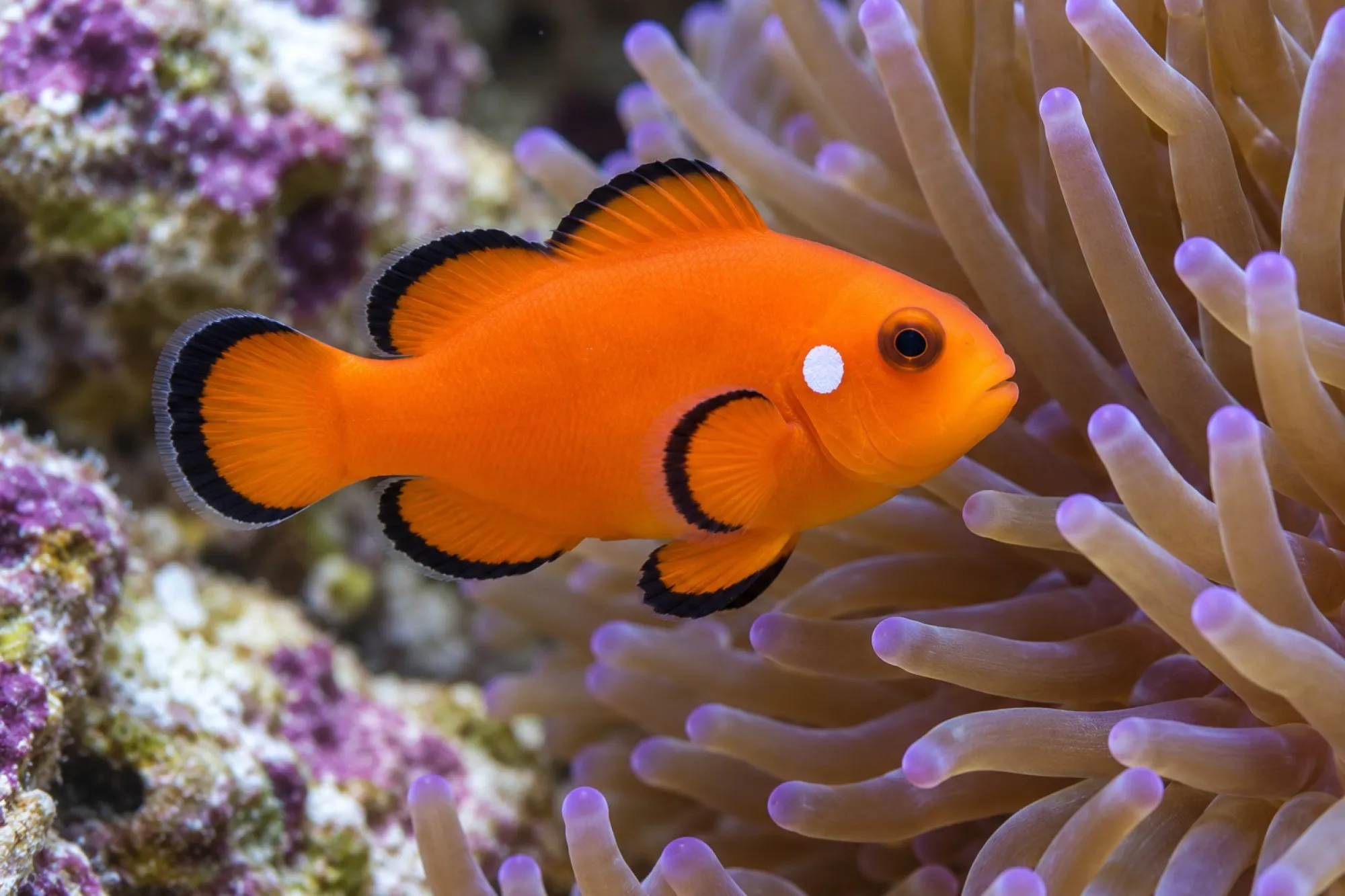 Ocellaris-Clownfisch „Naked with Dot“ Nachzucht, Amphiprion ocellaris