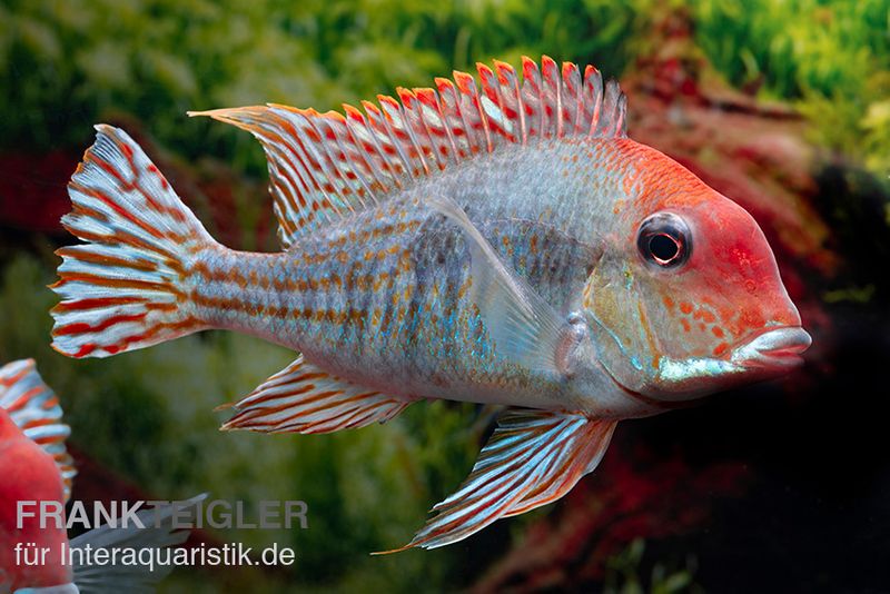 Rotkopf-Erdfresser, Geophagus sp. RIO TAPAJOS