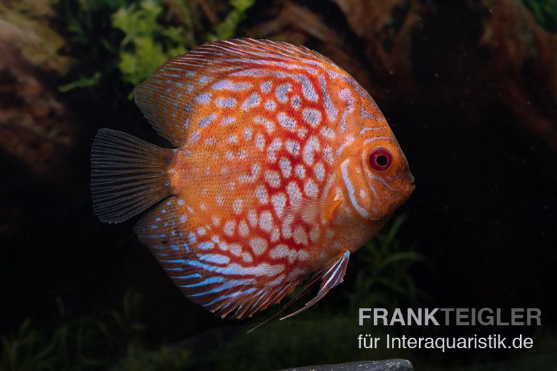 Diskusfisch ASIA-NZ, Symphysodon discus Red royal pigeon (Classic striped pigeon), 2 Zoll, 5-6 cm