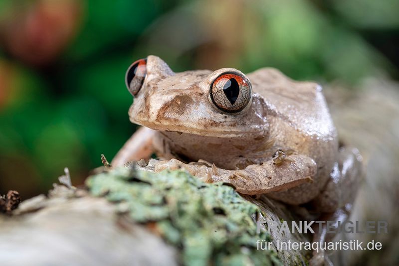 Brauner Waldsteiger, Leptopelis millsoni