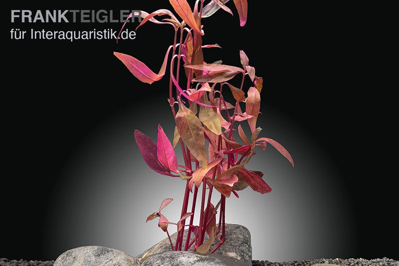 Sitzendes Papageienblatt, Alternanthera sessilis (Terrariumpflanze), im Topf