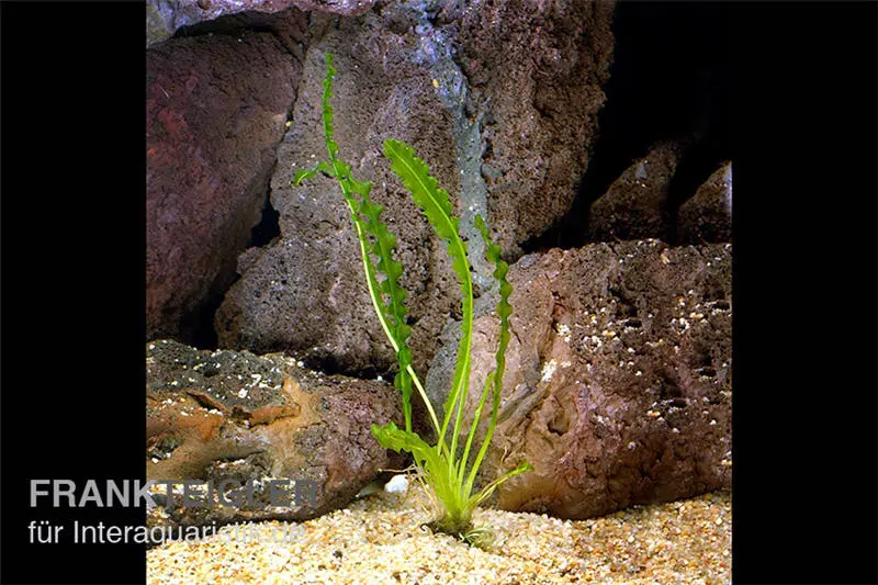 Gewellte Madagaskar Wasserähre, Aponogeton longiplumulosus