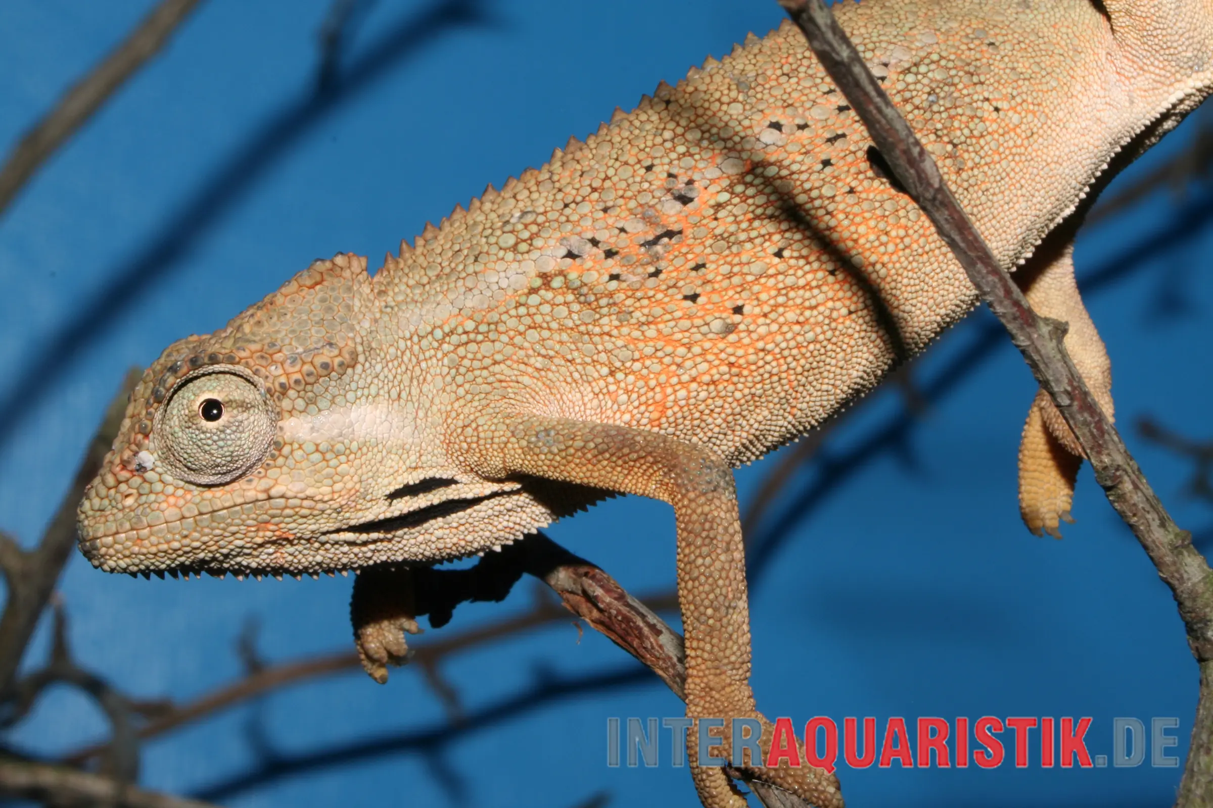 Blaues Chamäleon, Trioceros ellioti