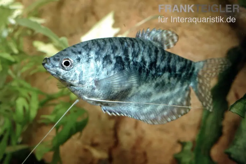 Marmorfadenfisch SHOW, Trichogaster trichopterus var. Marmor XL