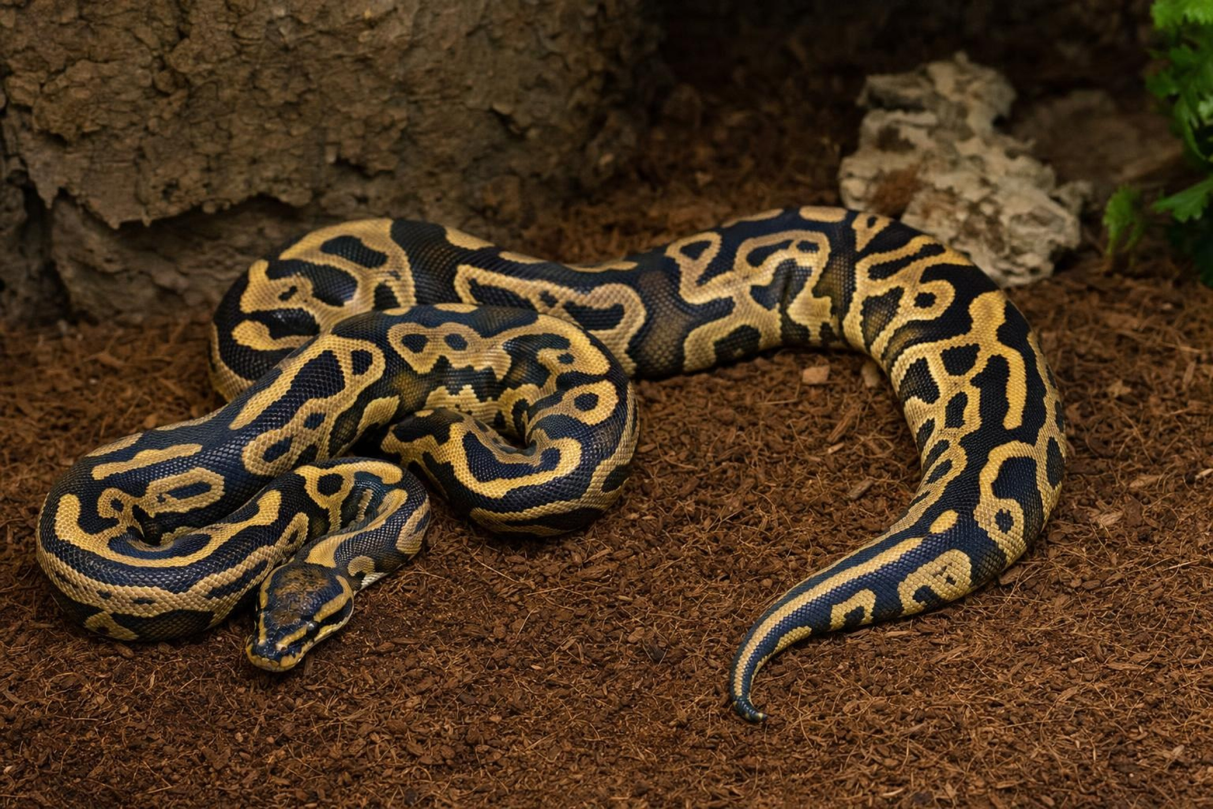 Leopard-Königspython, Python regius