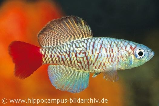 Killifisch Torfansatz Nothobranchius orthonotus, 30 Eier