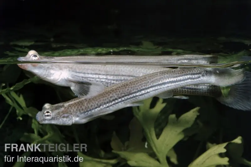 Vieraugen, Anableps anableps, 6-8 cm