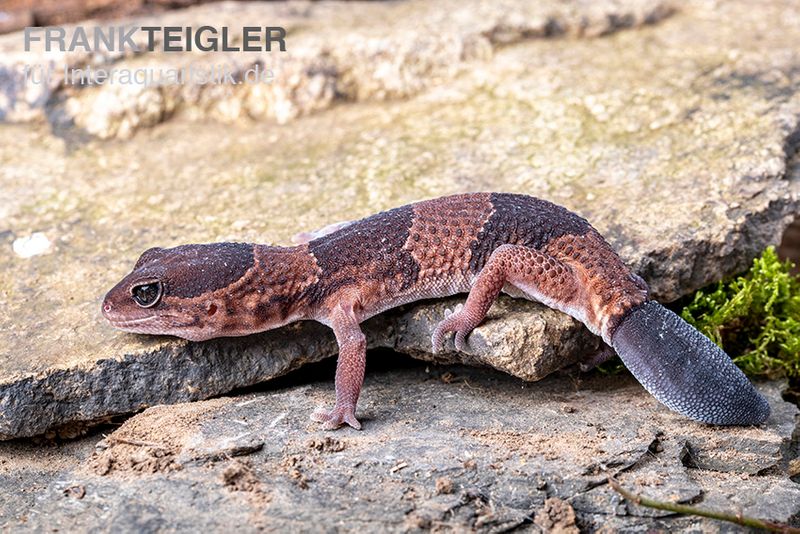 Afrikanischer Fettschwanzgecko, Hemitheconyx caudicinctus, Paarpreis