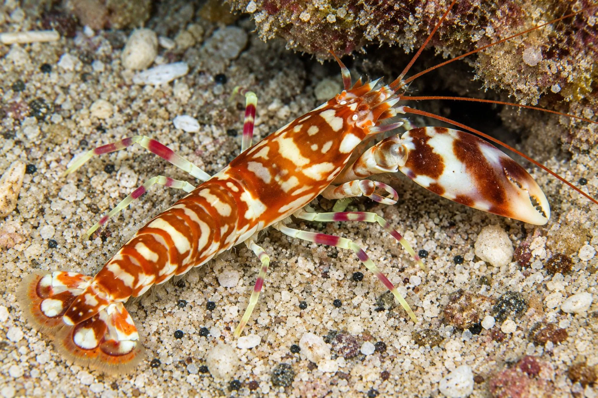Tiger Knallkrebs, Alpheus bellulus