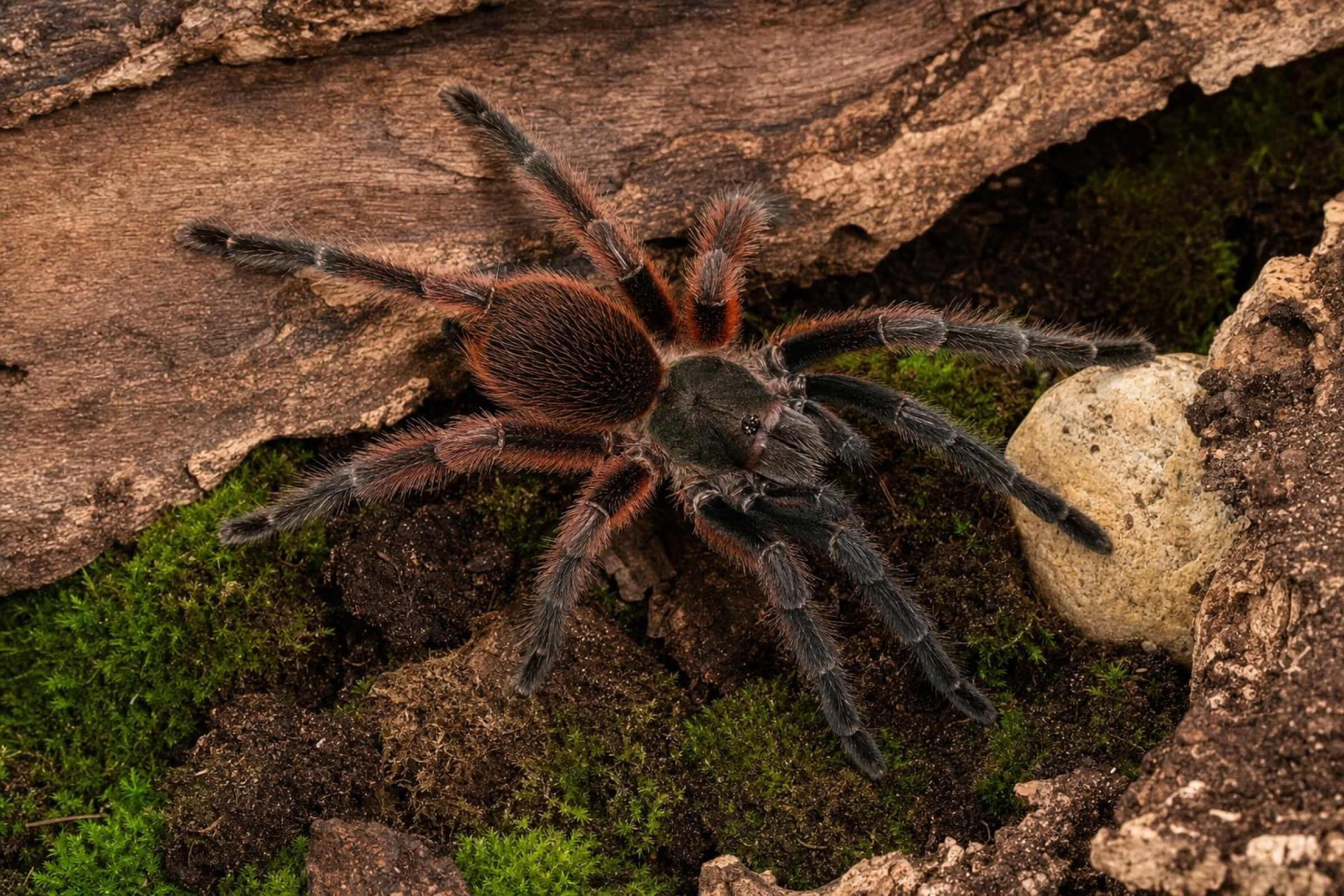 Darth-Maul-Vogelspinne, Psalmopoeus victori