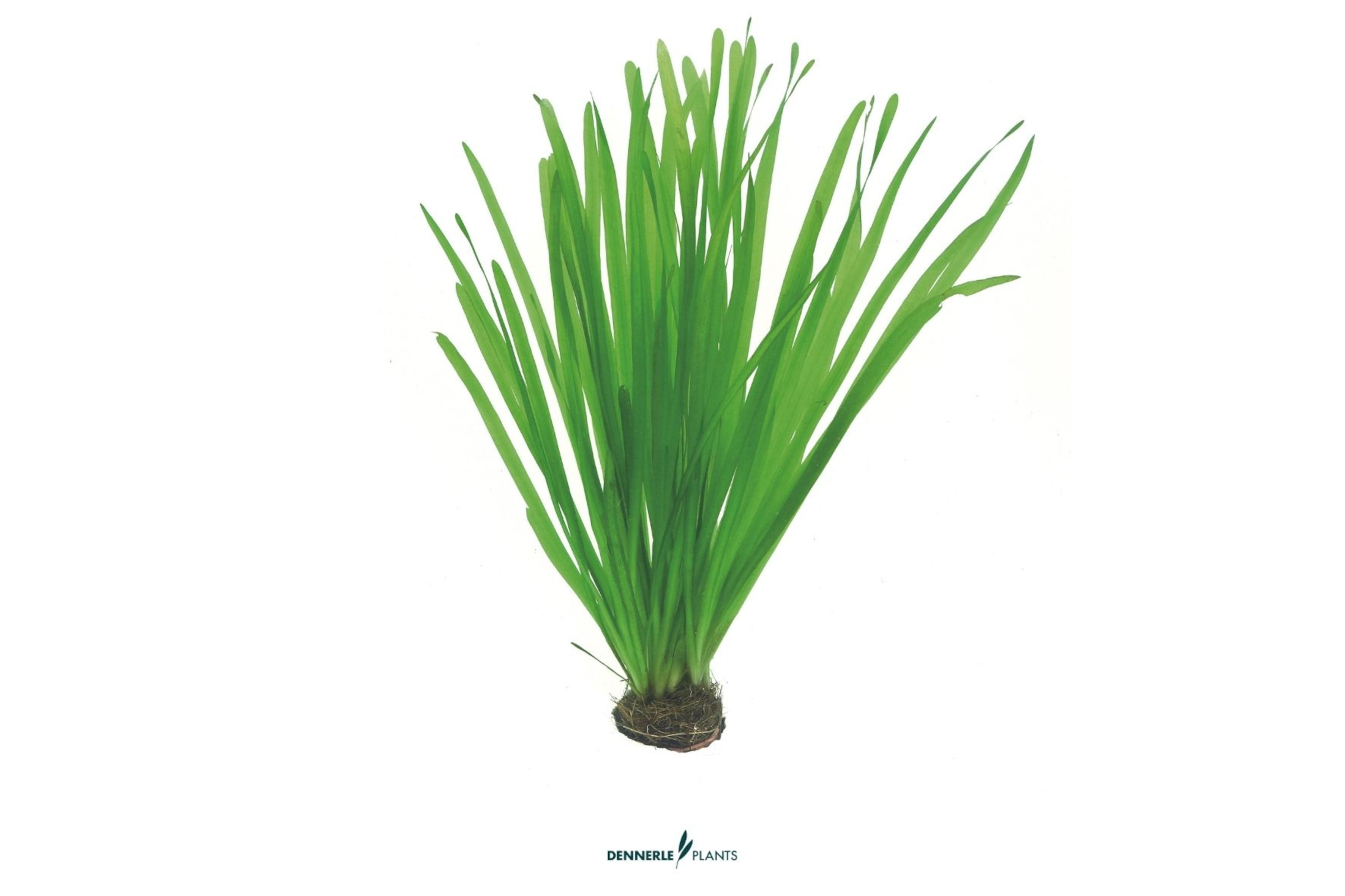 Sumpfschraube, Vallisneria spiralis, im Topf