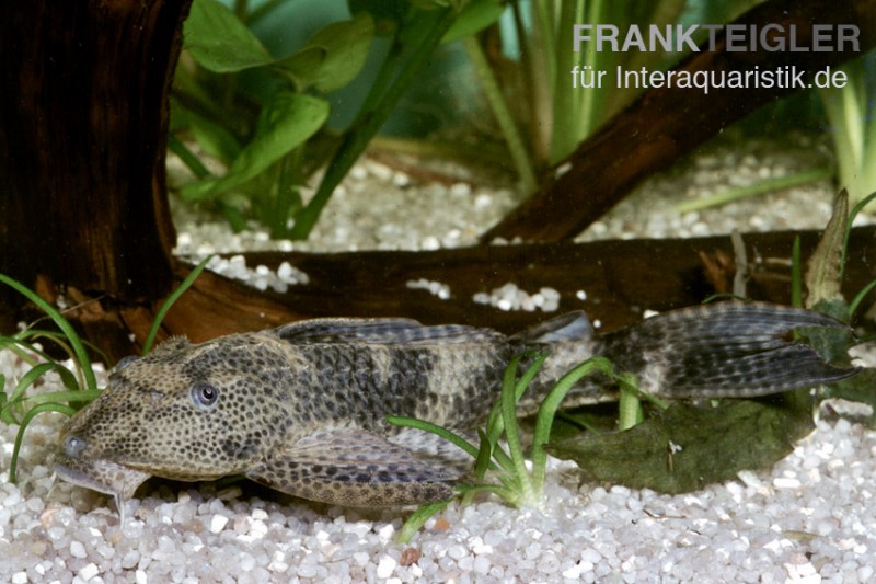 Saugmaulwels, Hypostomus plecostomus