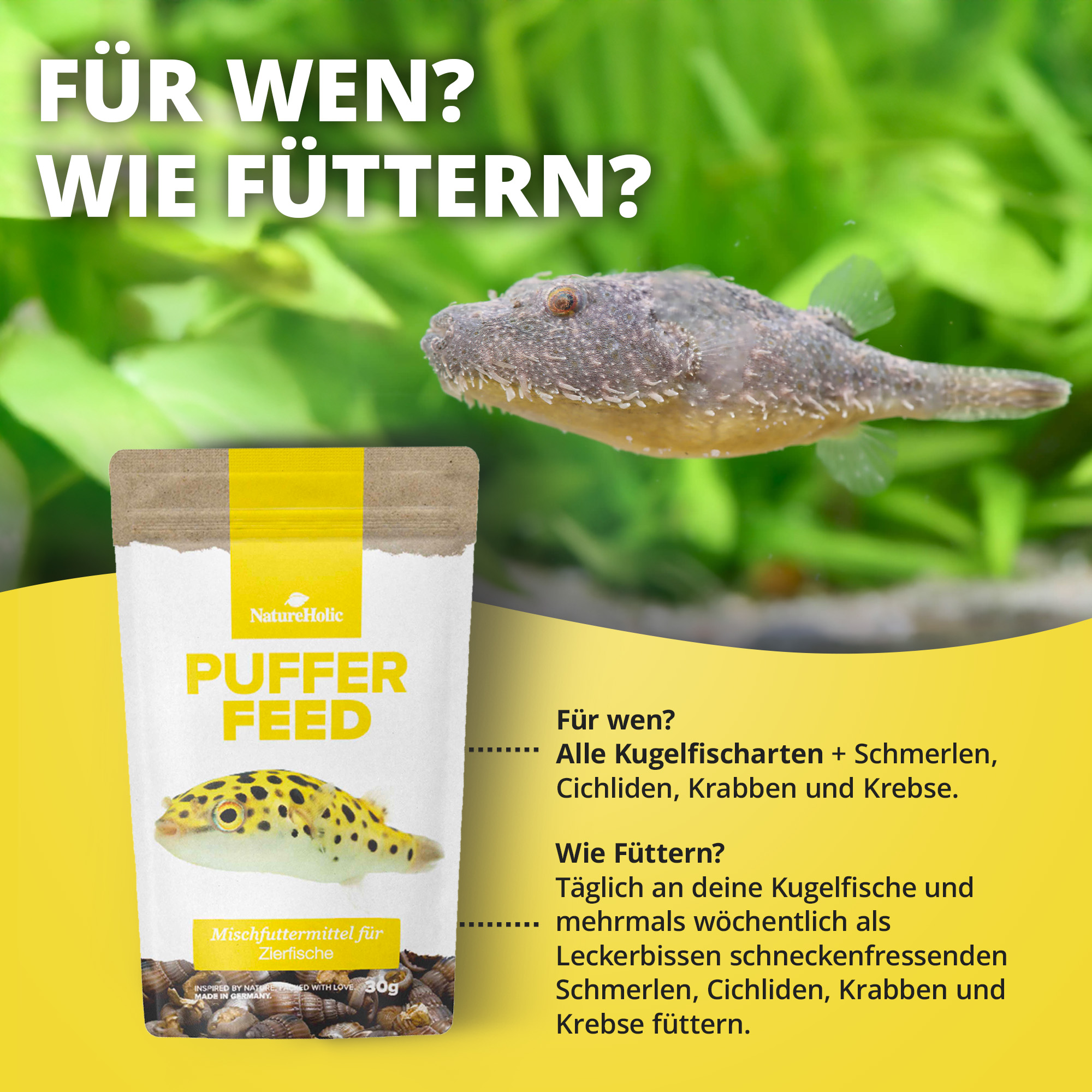 Packung Puffer Feed mit Kugelfisch im Aquarium