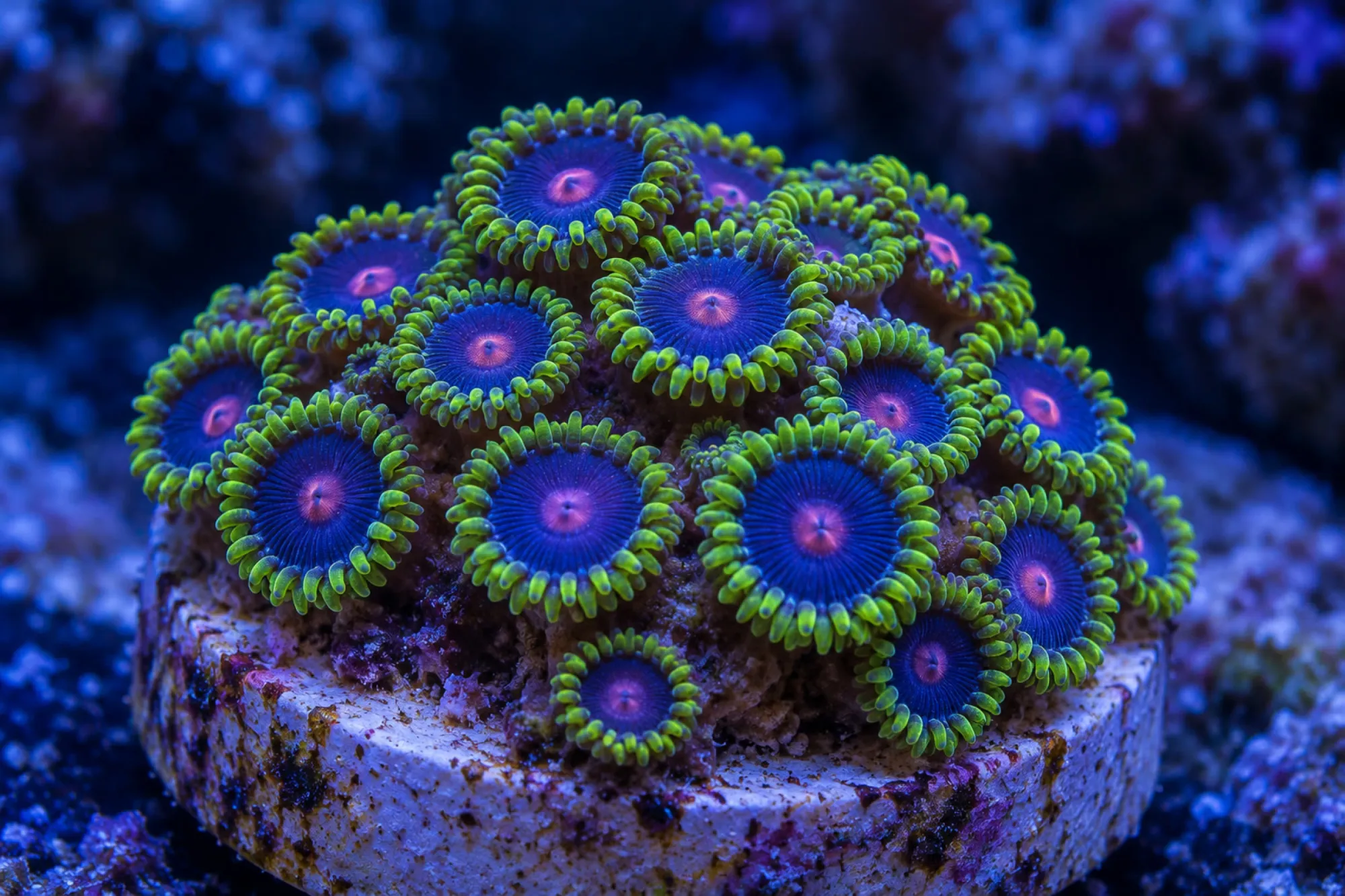 Krustenanemone „Blow Pop“ (Nachzucht), Zoanthus spec., ca. 20 Polypen