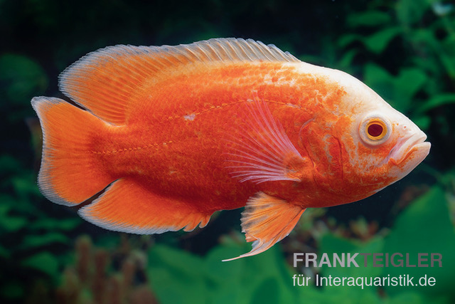 Pfauenaugenbuntbarsch "Red Chili", Astronotus ocellatus