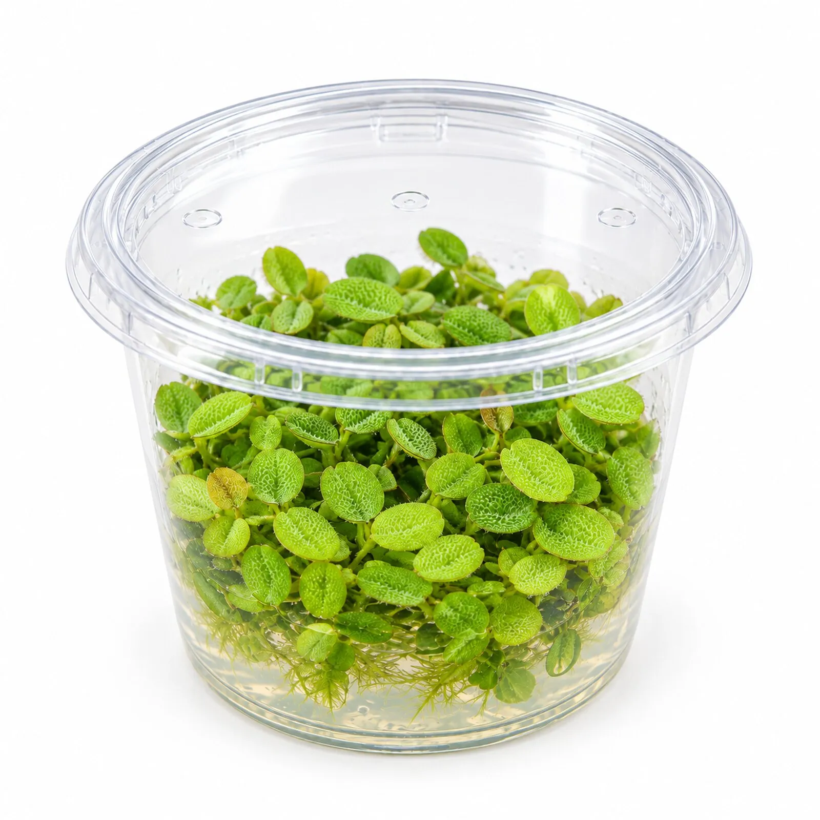Kleinohriger Schwimmfarm, Salvinia auriculata, In Vitro