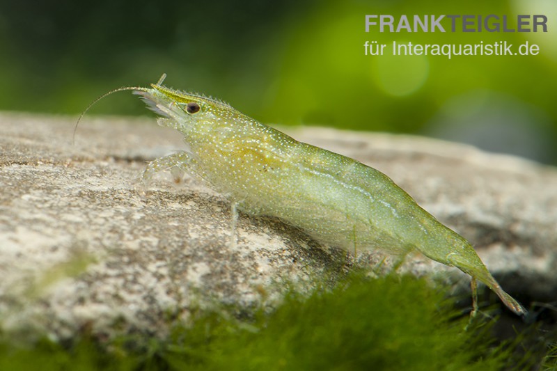 Grüne Zwerggarnele, Neocaridina babaulti