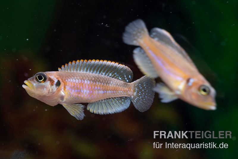 Schneckenbuntbarsch Silver Tip, Lamprologus ocellatus Silver Tip, DNZ