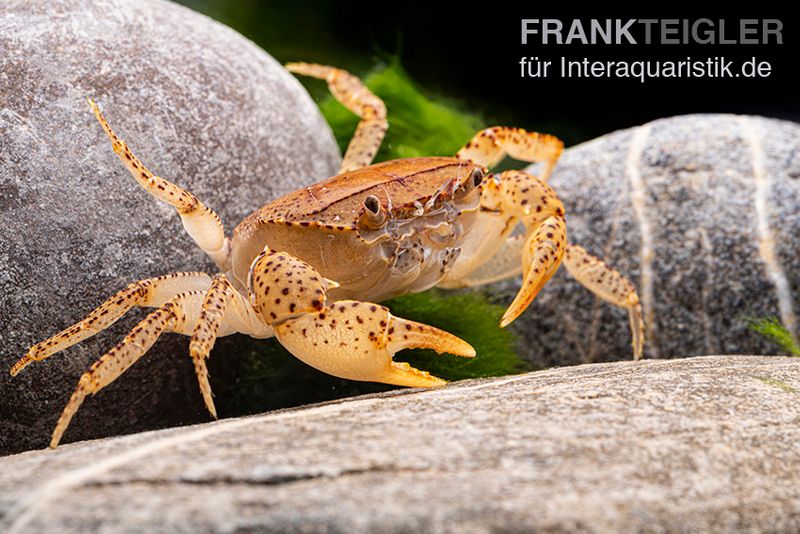 Linsenkrabbe, Parathelphusa cf. convexa, Paar (1 Männchen + 1 Weibchen)