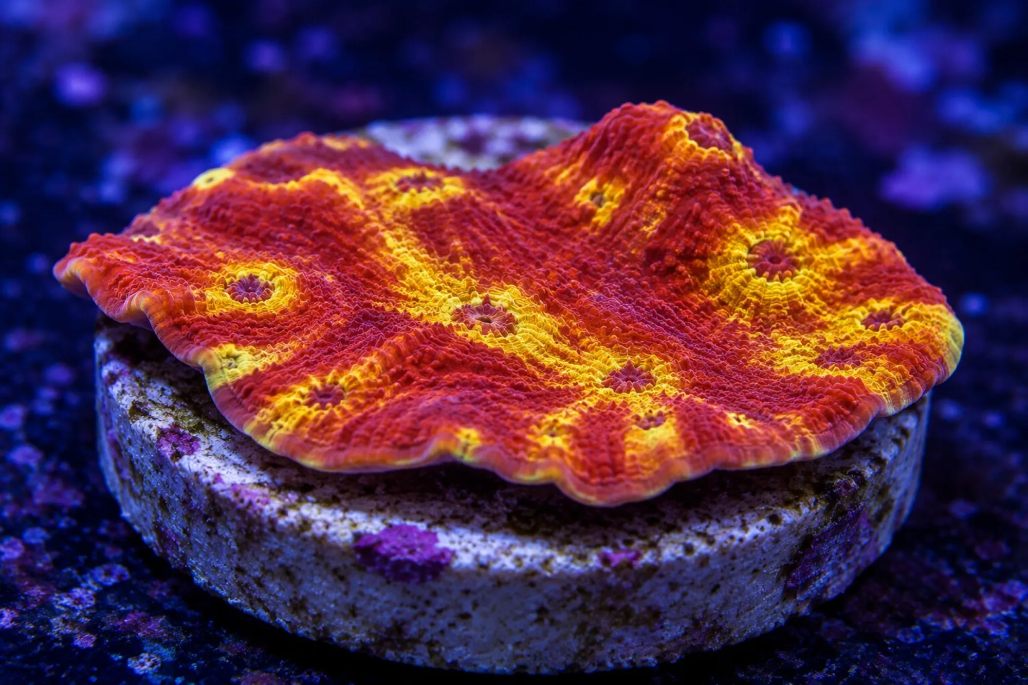 Kelchkoralle „Goldmeister“ (Nachzucht), Echinophyllia spec., Größe S–M