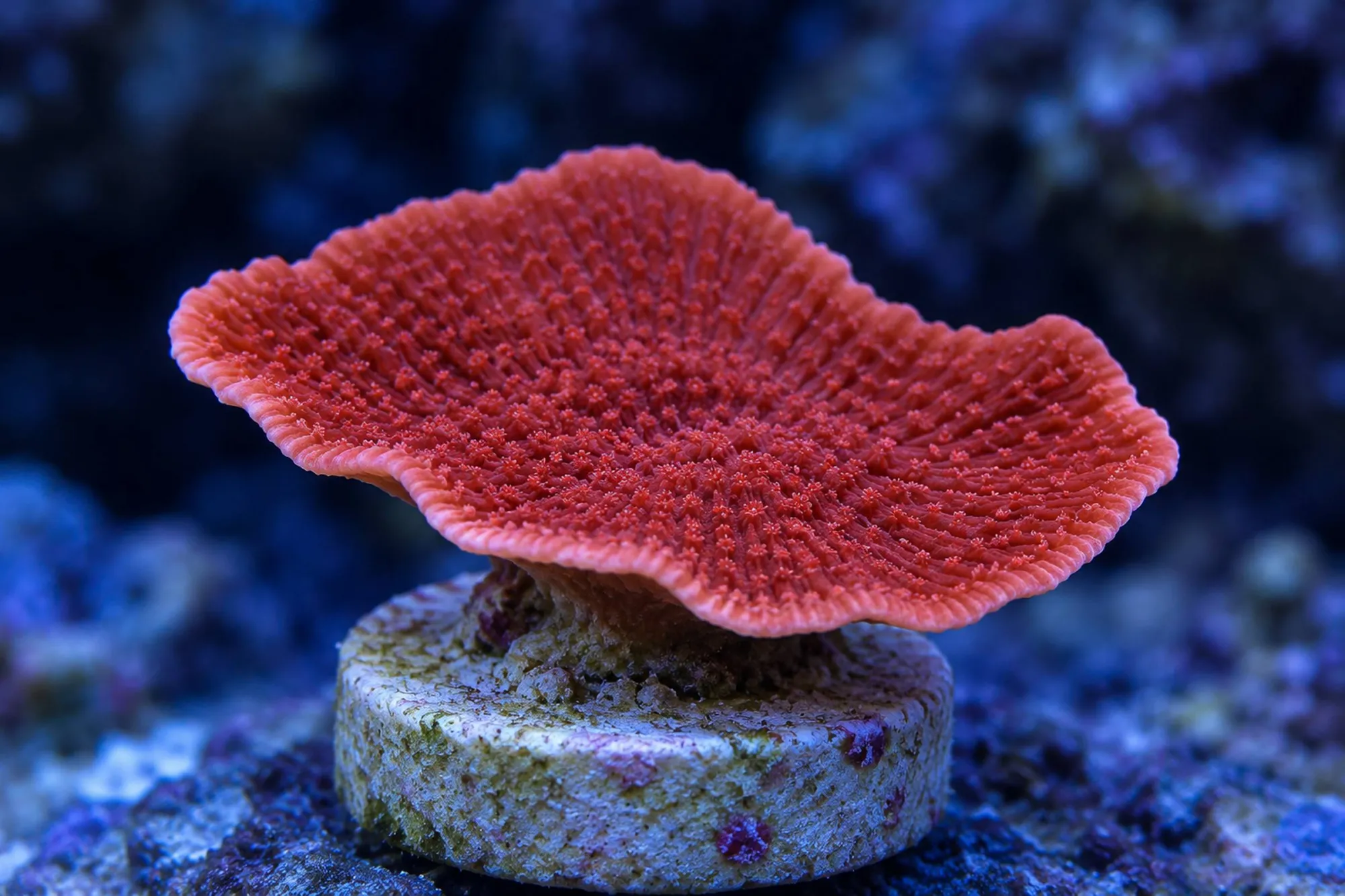 Plattenkoralle „Rot“ (Nachzucht), Montipora foliosa, Größe S–M
