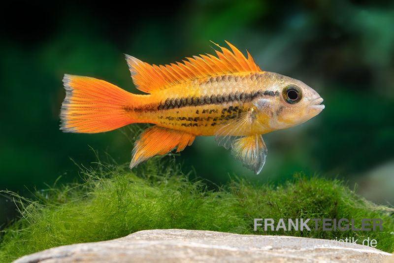 Oranger Kakaduzwergbuntbarsch, Apistogramma cacatuoides orange, paarweise