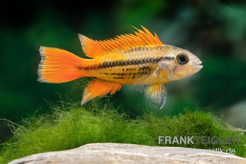 Oranger Kakaduzwergbuntbarsch, Apistogramma cacatuoides "orange", paarweise