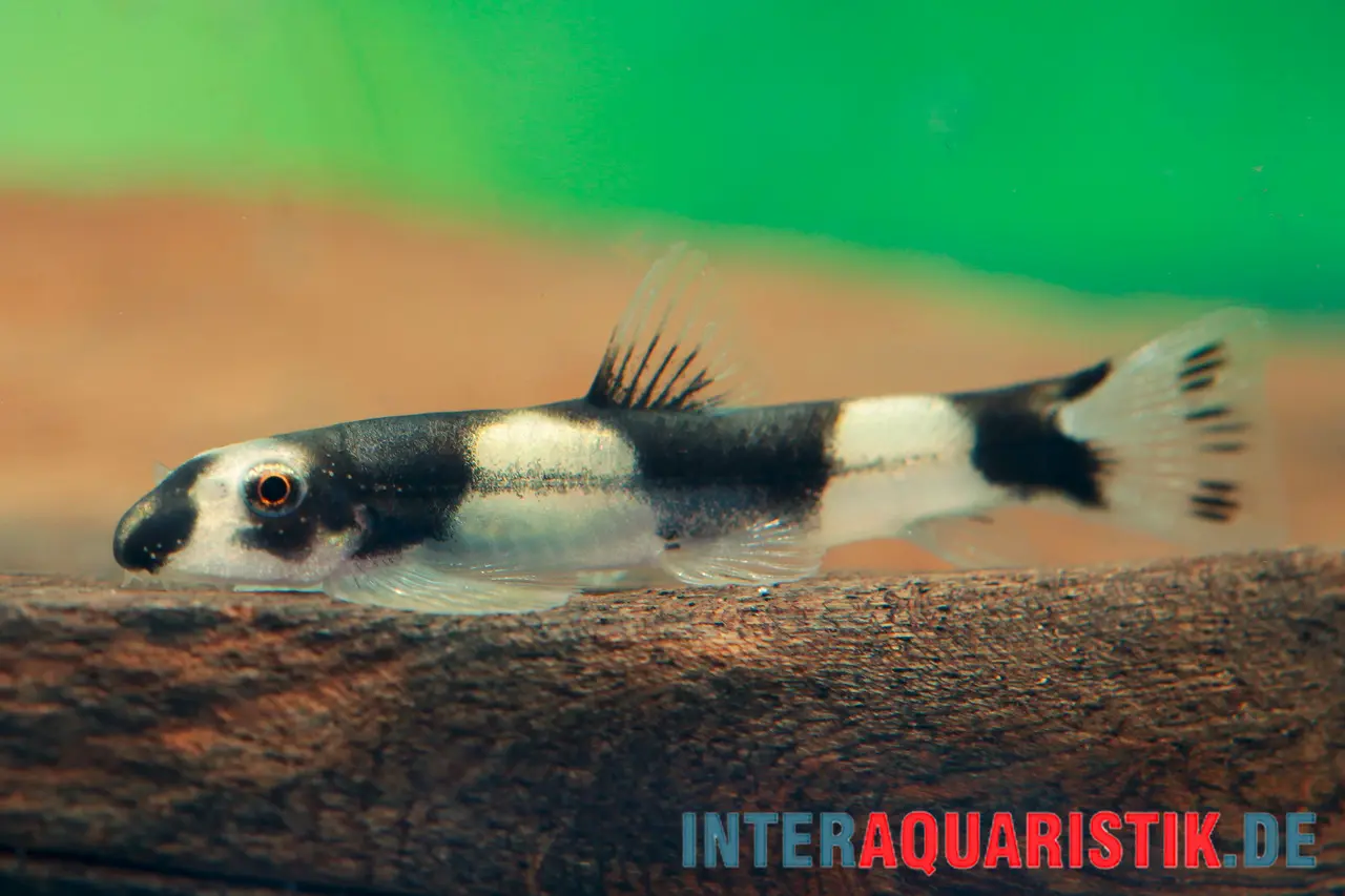 Pandaschmerle, Protomyzon pachychilus (Yaoshania pachychilus), NZ