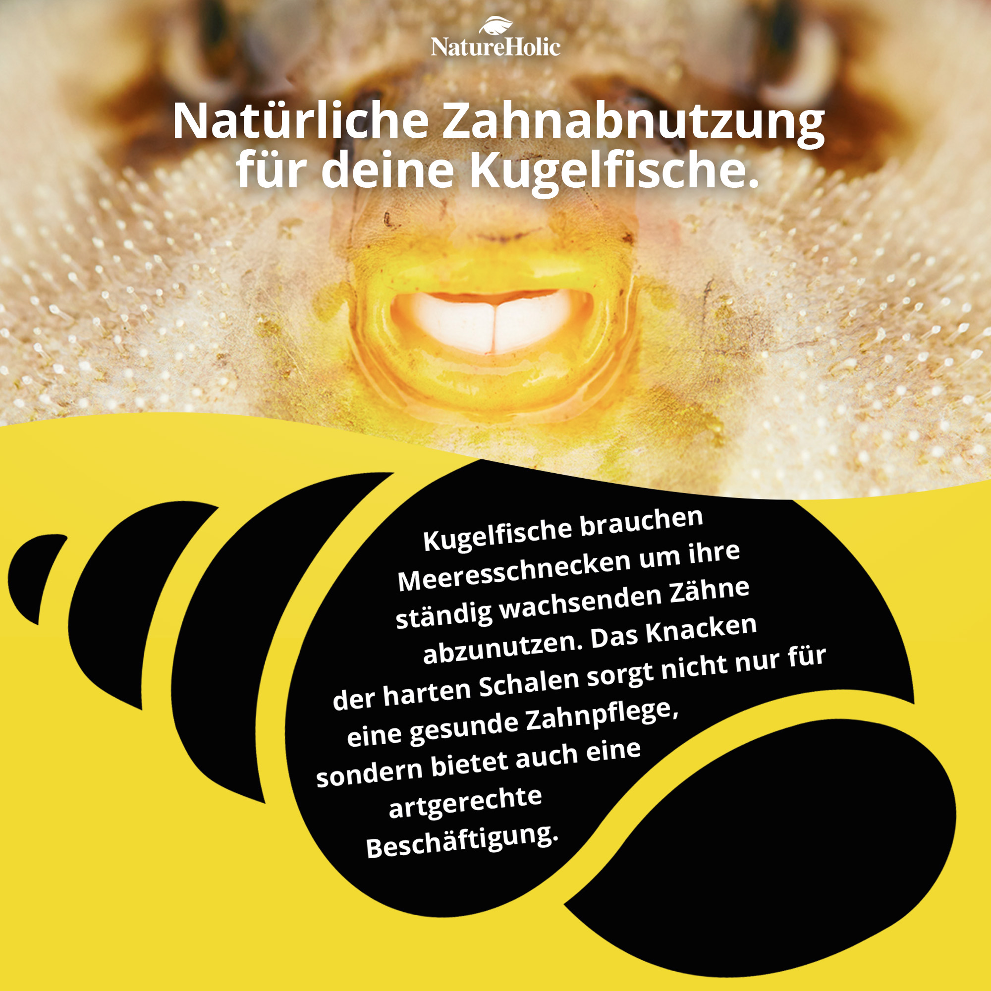 Nahaufnahme eines Kugelfischs mit sichtbaren Zähnen