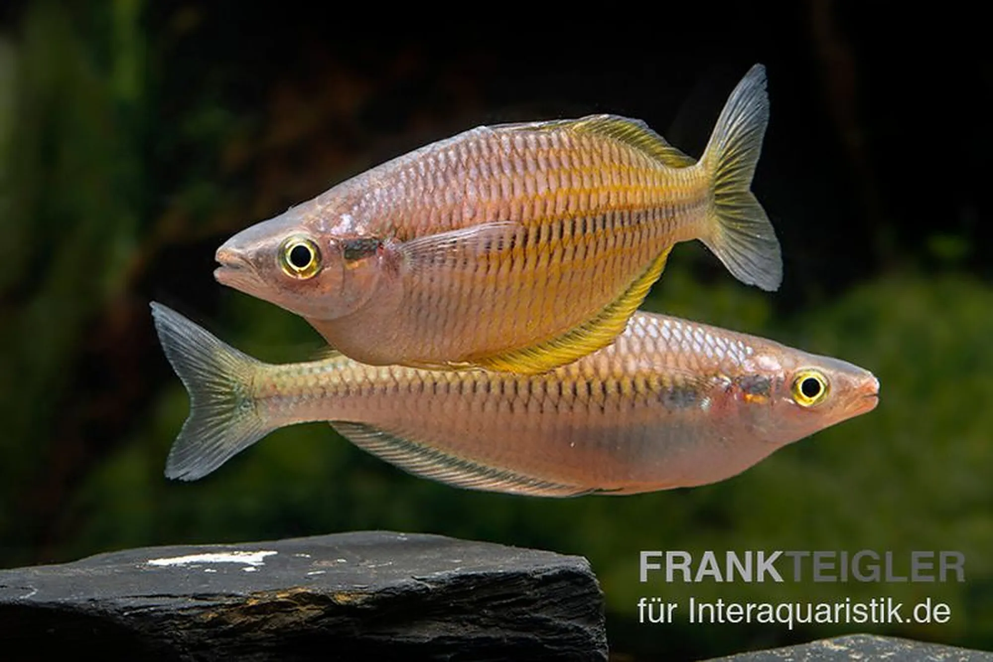 Sorong-Regenbogenfisch, Melanotaenia fredericki