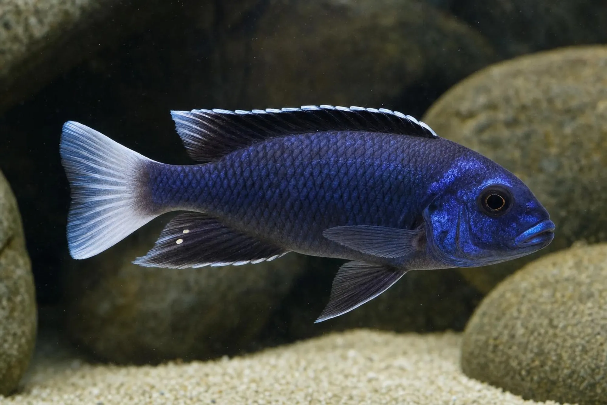 Weißschwanz-Acei „Ngara“, Pseudotropheus sp., ca. 3,0-4,0 cm